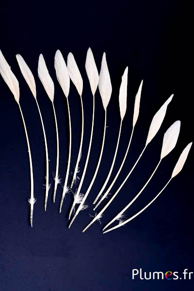 Faisan doré flèche - 14-18 cm - blanc-crème
